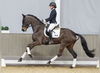 Hanoverian, Mare, 4 years, 16,3 hh, Smoky-Black