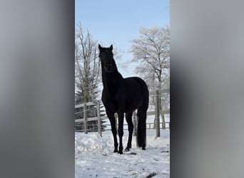 Hanoverian, Mare, 4 years, 16.3 hh, Smoky-Black