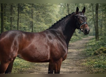Hanoverian, Mare, 4 years, 16 hh, Bay-Dark