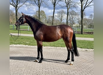 Hanoverian, Mare, 4 years, 16 hh, Bay-Dark