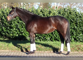 Hanoverian, Mare, 4 years, 16 hh, Bay-Dark