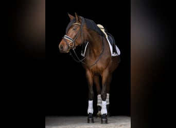 Hanoverian, Mare, 4 years, 16 hh, Bay-Dark