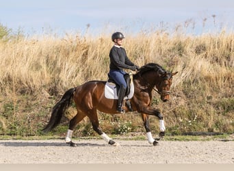 Hanoverian, Mare, 4 years, 16 hh, Bay-Dark