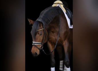 Hanoverian, Mare, 4 years, 16 hh, Bay-Dark
