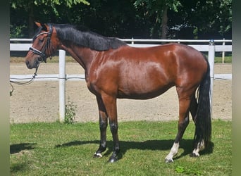 Hanoverian, Mare, 4 years, 16 hh, Bay-Dark
