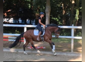 Hanoverian, Mare, 4 years, 16 hh, Bay-Dark