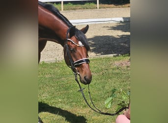 Hanoverian, Mare, 4 years, 16 hh, Bay-Dark