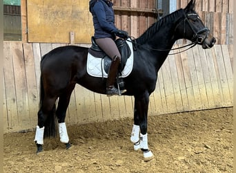 Hanoverian, Mare, 4 years, 16 hh, Bay-Dark