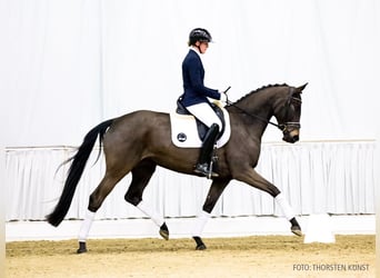 Hanoverian, Mare, 4 years, 16 hh, Bay-Dark