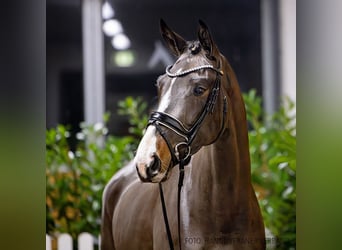 Hanoverian, Mare, 4 years, 16 hh, Bay-Dark