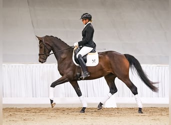 Hanoverian, Mare, 4 years, 16 hh, Bay-Dark
