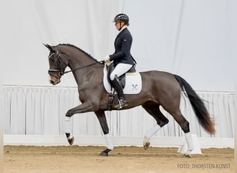 Hanoverian, Mare, 4 years, 16 hh, Bay-Dark