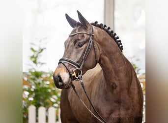 Hanoverian, Mare, 4 years, 16 hh, Bay-Dark