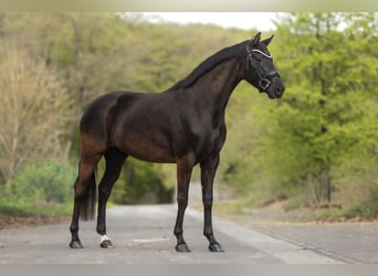 Hanoverian, Mare, 4 years, 16 hh, Bay-Dark