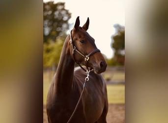 Hanoverian, Mare, 4 years, 16 hh, Bay-Dark