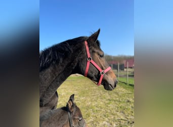 Hanoverian, Mare, 4 years, 16 hh, Bay-Dark