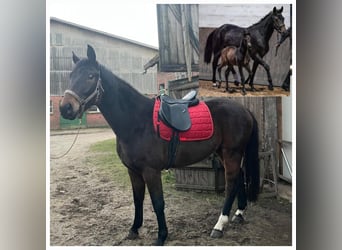 Hanoverian, Mare, 4 years, 16 hh, Bay-Dark