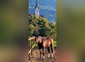 Hanoverian, Mare, 4 years, 16 hh, Bay-Dark