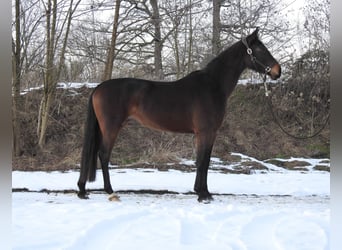 Hanoverian, Mare, 4 years, 16 hh, Bay-Dark