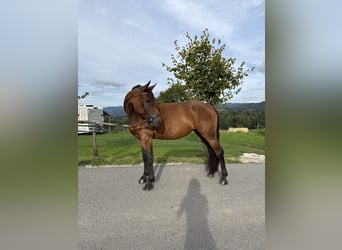 Hanoverian Mix, Mare, 4 years, 16 hh, Bay