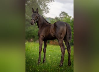 Hanoverian, Mare, 4 years, 16 hh, Black