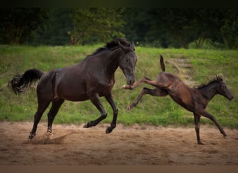 Hanoverian, Mare, 4 years, 16 hh, Black