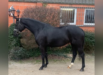 Hanoverian, Mare, 4 years, 16 hh, Black