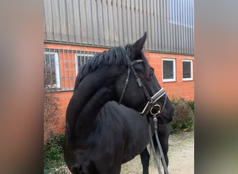 Hanoverian, Mare, 4 years, 16 hh, Black