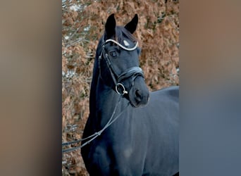 Hanoverian, Mare, 4 years, 16 hh, Black