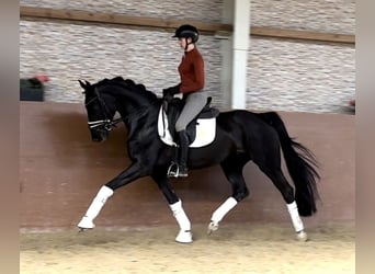 Hannoveraner, Stute, 4 Jahre, 16 hh, Rappe