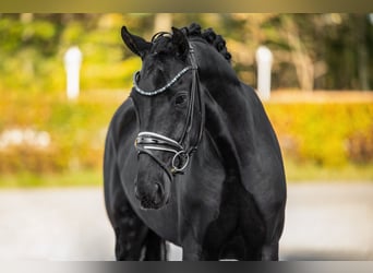 Hannoveraner, Stute, 4 Jahre, 16 hh, Rappe