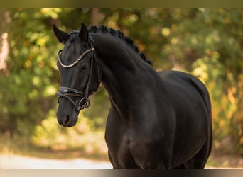 Hanoverian, Mare, 4 years, 16 hh, Black