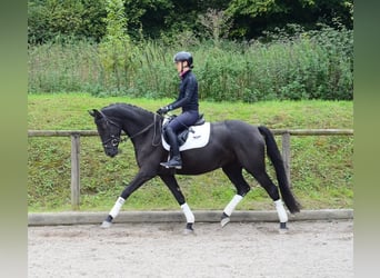 Hanoverian, Mare, 4 years, 16 hh, Black