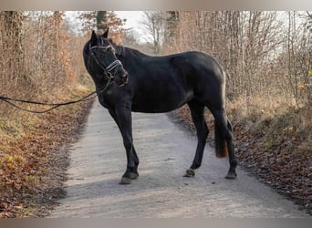 Hanoverian, Mare, 4 years, 16 hh, Black