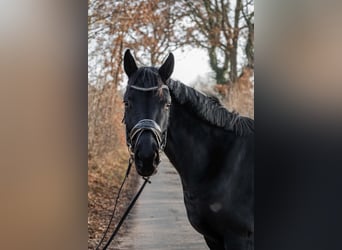 Hanoverian, Mare, 4 years, 16 hh, Black