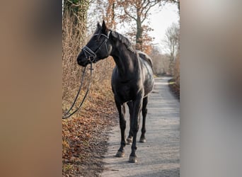 Hanoverian, Mare, 4 years, 16 hh, Black