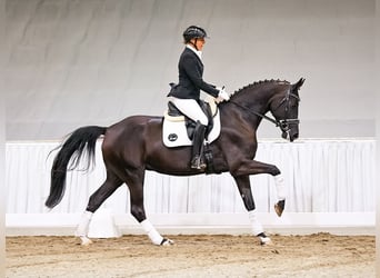 Hanoverian, Mare, 4 years, 16 hh, Black