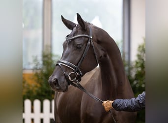 Hanoverian, Mare, 4 years, 16 hh, Black