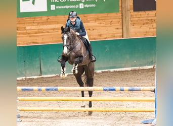 Hanoverian, Mare, 4 years, 16 hh, Black