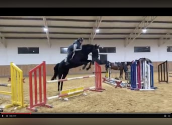 Hanoverian, Mare, 4 years, 16 hh, Black