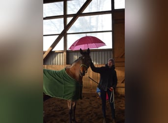 Hanoverian, Mare, 4 years, 16 hh, Brown