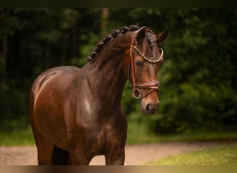 Hanoverian, Mare, 4 years, 16 hh, Brown