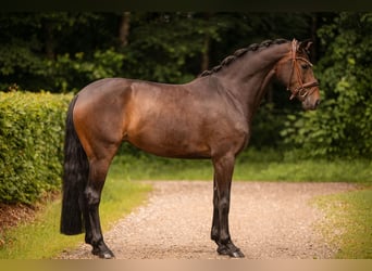 Hanoverian, Mare, 4 years, 16 hh, Brown