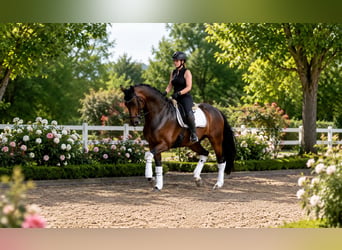Hanoverian, Mare, 4 years, 16 hh, Brown