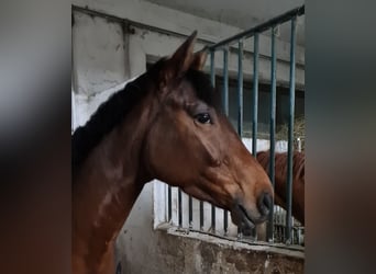 Hanoverian, Mare, 4 years, 16 hh, Brown