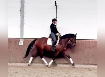 Hanoverian, Mare, 4 years, 16 hh, Brown