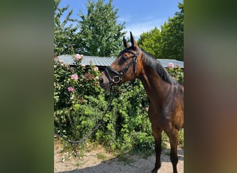 Hanoverian, Mare, 4 years, 16 hh, Brown