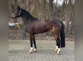 Hanoverian, Mare, 4 years, 16 hh, Brown