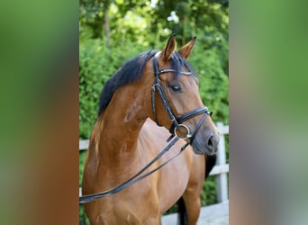 Hanoverian, Mare, 4 years, 16 hh, Brown