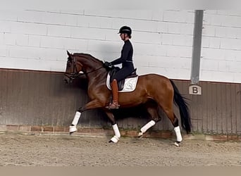 Hanoverian, Mare, 4 years, 16 hh, Brown